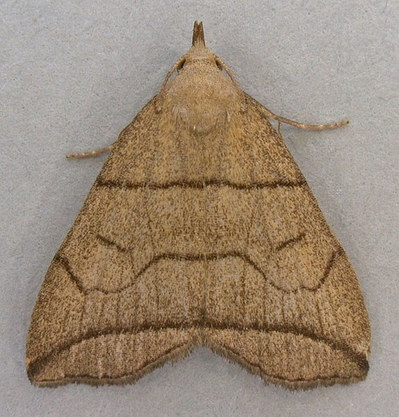 File:Herminia grisealis, Small Fan-foot, Trawscoed, North Wales, June 2007 (21026258168).jpg