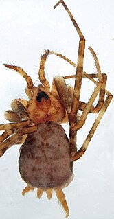 <i>Hersiliola</i> Genus of spiders