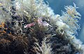 Hervia couple on Hydroid Tree (7970315468).jpg