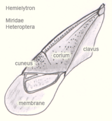 Wing of a species of Miridae, showing cuneus Heter-hemielytron.gif