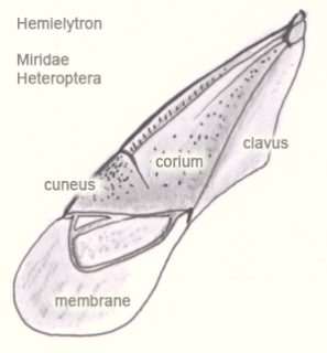Corium (entomology)