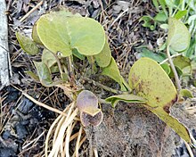 Hexastylis contracta.jpg