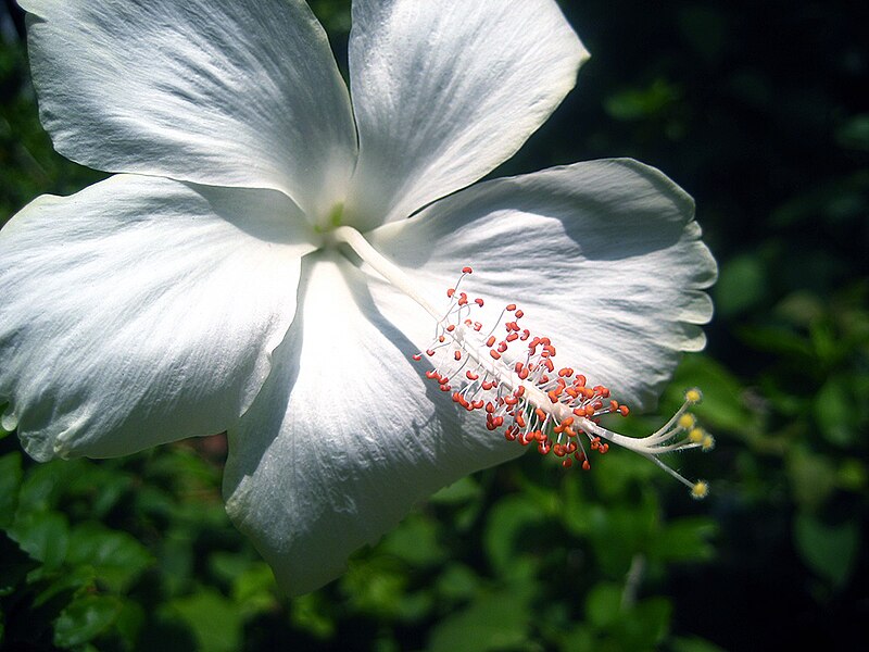 File:Hibiscus Dainty White.jpg