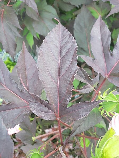 File:Hibiscus moscheutos leaf.jpg