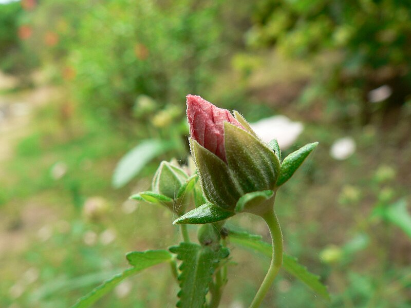 File:Hibiscus trionum (Villa Hanbury, Italy) 2.jpg