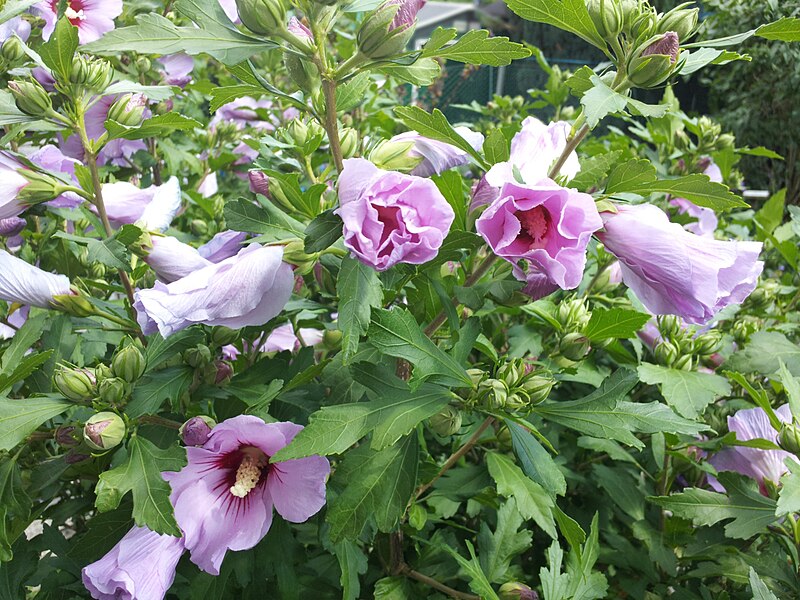 File:Hibiskus rosa - 02.jpg