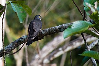 <span class="mw-page-title-main">Dark hawk-cuckoo</span> Species of bird