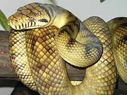 Blankafrika Sorong Amethystine Scrub Python.jpg