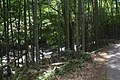 Hiking trail to Ogawa Falls with bamboos