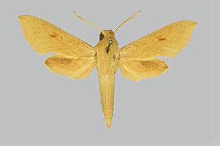 <i>Hippotion pentagramma</i> Species of moth