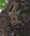 Hoary-bellied Squirrel at Buxa Tiger Reserve