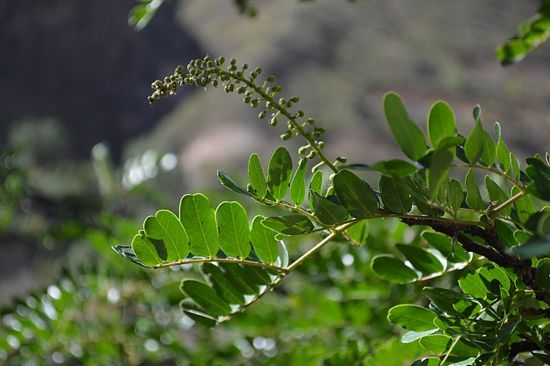 File:Hojas de Tara (Caesalpinia spinosa).jpg