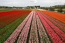 Tulip cultivation in the Netherlands Holland tulips.jpg