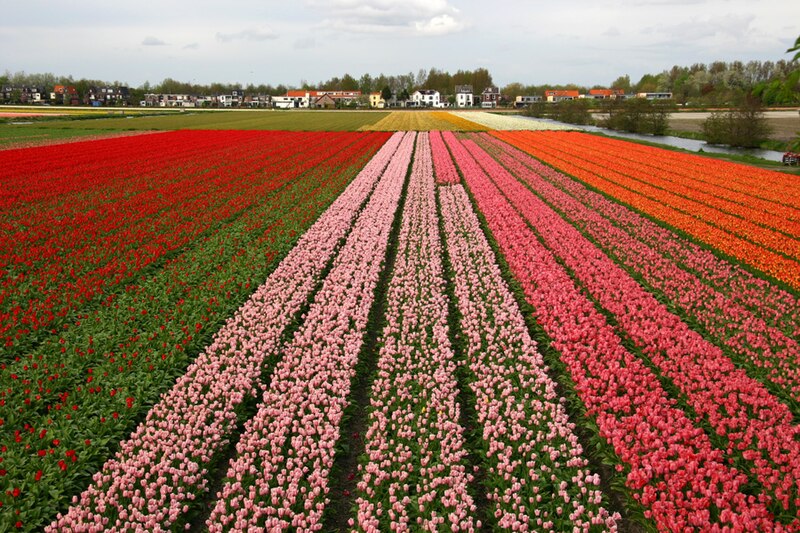 File:Holland tulips.jpg