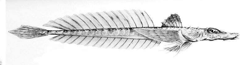 File:Hoplichthys ogilbyi.jpg