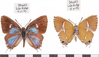 <i>Horaga syrinx</i> Species of butterfly