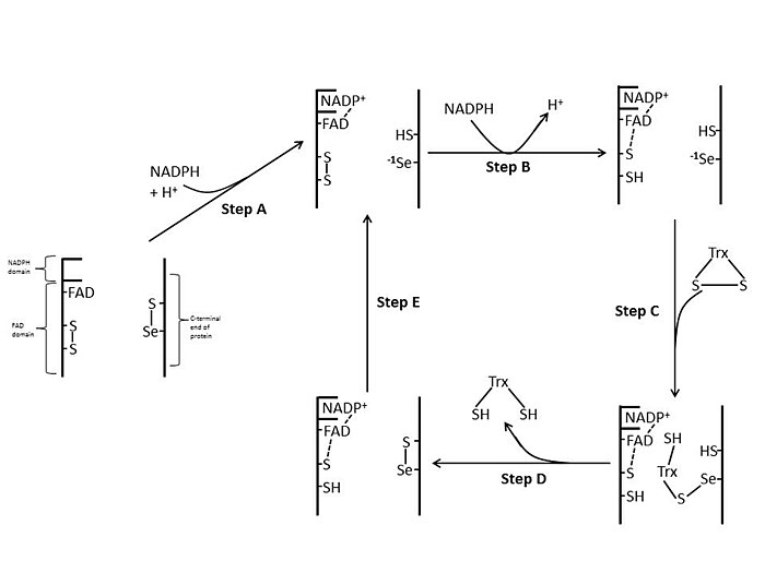 Proposed mechanism in mammals and presumably humans: Starting from the completely oxidized form, the reaction begins with the reduction of the selenenylsulfide to the selenolate anion (Se(-1)) with electrons received from NADPH via FAD (Step A). Due to the low pKa value of the selenol the selenolate anion is the predominant form under physiological conditions. A second electron transfer from a second molecule of NADPH reduces the active site tihiol bonds with one Cys residue stabilized by an interaction with FAD (Step B). The selenolate anion then attacks the disulfide bonds of Trx and the resulting enzyme-Trx mixed selenenylsulfide (Step C), which is then subsequently attacked by the neighboring Cys residue to regenerate the selenenylsulfide (Step D). This selenenylsulfide is then reduced by the active-site thiolate from the other subunit (Step E). Adapted from Zhong et al. Consistent with findings that (2,2':6',2''-terpyridine)platinum(II) complexes inhibit human TrxR. HumanTrxRRxnMech.jpg