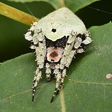 Humpbacked Orbweaver - Eustala anastera ♀ (46355480322).jpg