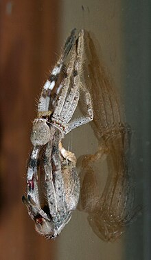 Huntsman spider vyřazuje svůj starý exoskeleton 1.jpg
