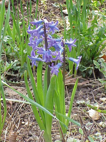 Hyacinthus