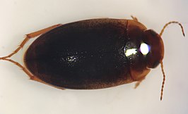 Hydrocolus deflatus