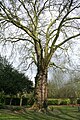 Opmerkelijke gewone plataan in het gemeentepark.