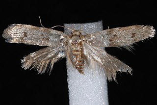 <i>Hypatopa simplicella</i> Species of moth