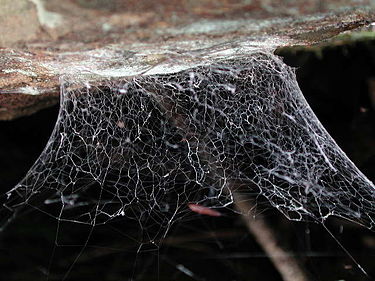 Web of an undetermined species of Hypochilus in its 'normal' orientation Hypochilus web (Marshal Hedin) rotated.jpg