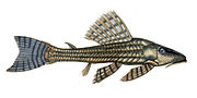 Miniatura para Hypostomus itacua