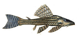 Hypostomus itacua