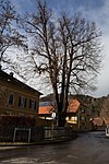 Kleinbladige linde (Tilia parviflora)