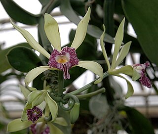 <i>Vanilla imperialis</i> Species of orchid from Africa