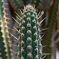 IMG 9607-Cleistocactus laniceps.jpg