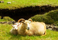Zu den Hornträgern gehören zum Beispiel die Schafe…