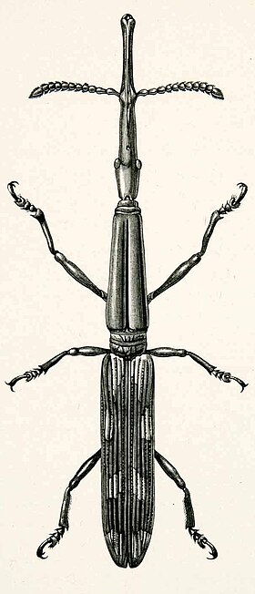 Ilustração de um Brentidae andino do gênero Brentus, feita por Edward Whymper em 1891.