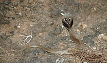 Indian Binocellate Cobra.JPG