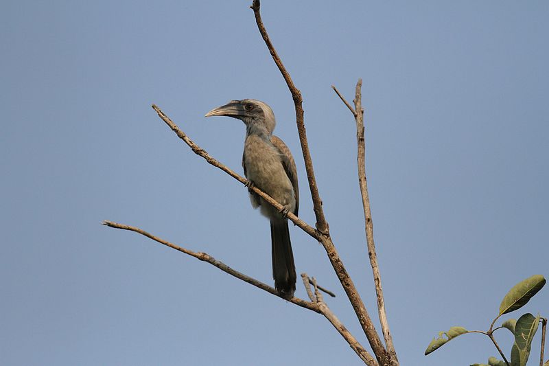 File:Indian Grey hornbill DAvid Raju.jpg