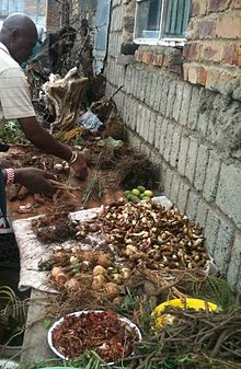 Preparing and drying out freshly dug traditional medicines (muti) Inyanga preparing drying out fresh muti.jpg