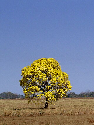 <i>Handroanthus</i> Genus of flowering plants (trees)