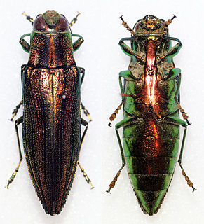 <i>Iridotaenia</i> Genus of beetles