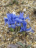 Thumbnail for Iris histrioides