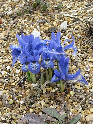 <i>Iris histrioides</i> Species of flowering plant