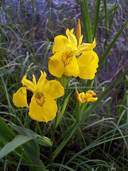 keltakurjenmiekka (Iris pseudacorus)