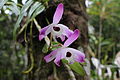 Isla Anchieta, Ubatuba, Sao Paulo Litroal 11.JPG