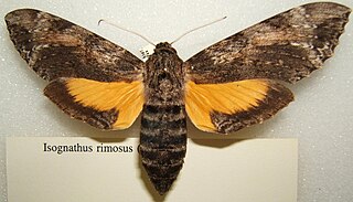 <i>Isognathus rimosa</i> species of insect
