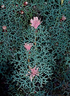 <i>Isopogon gardneri</i>