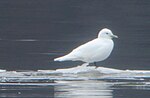 Fayl:Ivory Gull (documentation).jpg üçün miniatür