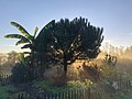 Jardin berbère aux Jardins de l'humanité.