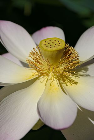 English: Sacred lotus Nelumbo nucifera in botanical garden "Jardin des Martels". Français : Lotus sacré Nelumbo nucifera au jardin botanique « Jardin des Martels ».