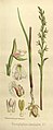 Prasophyllum brevilabre volume 3 pt. 2 plate 110 A in: Joseph Dalton Hooker Flora Antarctica - vol. 3 pt. 2 (Orchidaceae) (1860) (Detail)